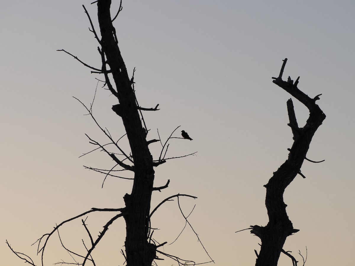 Tree Swallow - ML620464831