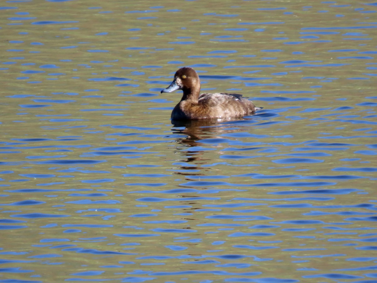 Lesser Scaup - ML620464833