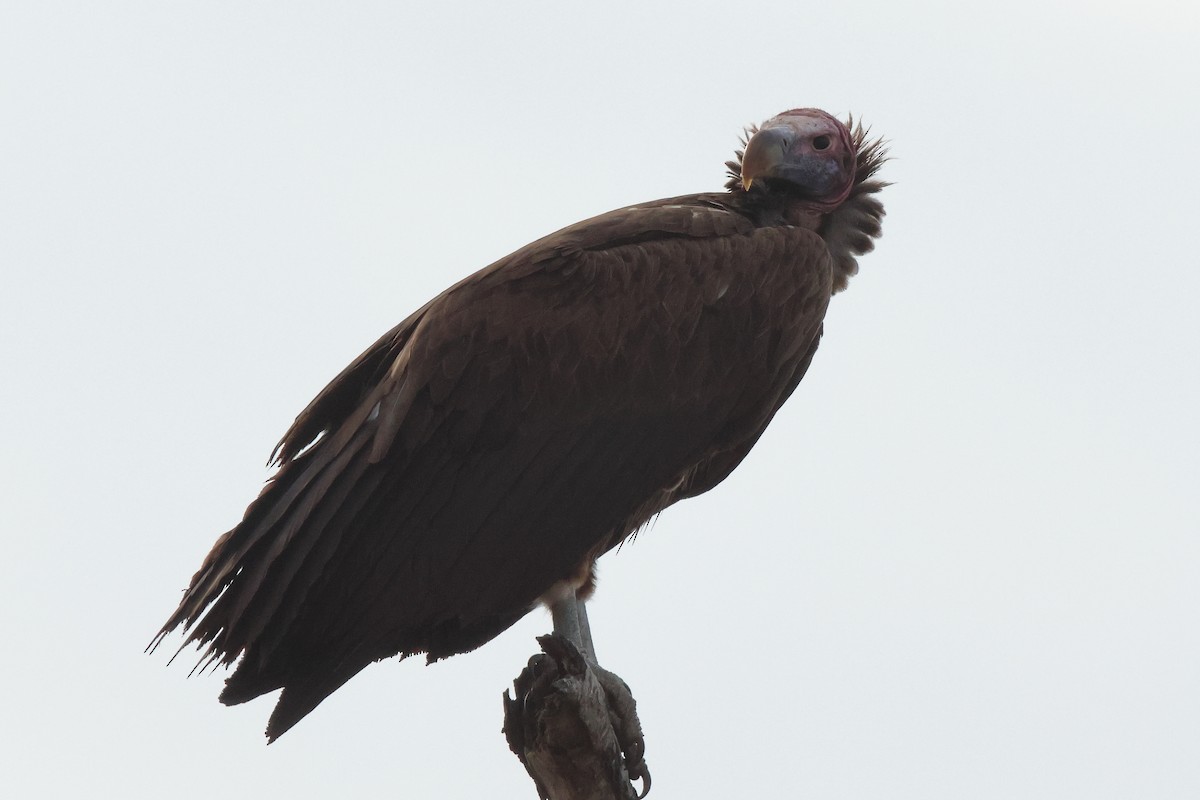 Lappet-faced Vulture - ML620464835
