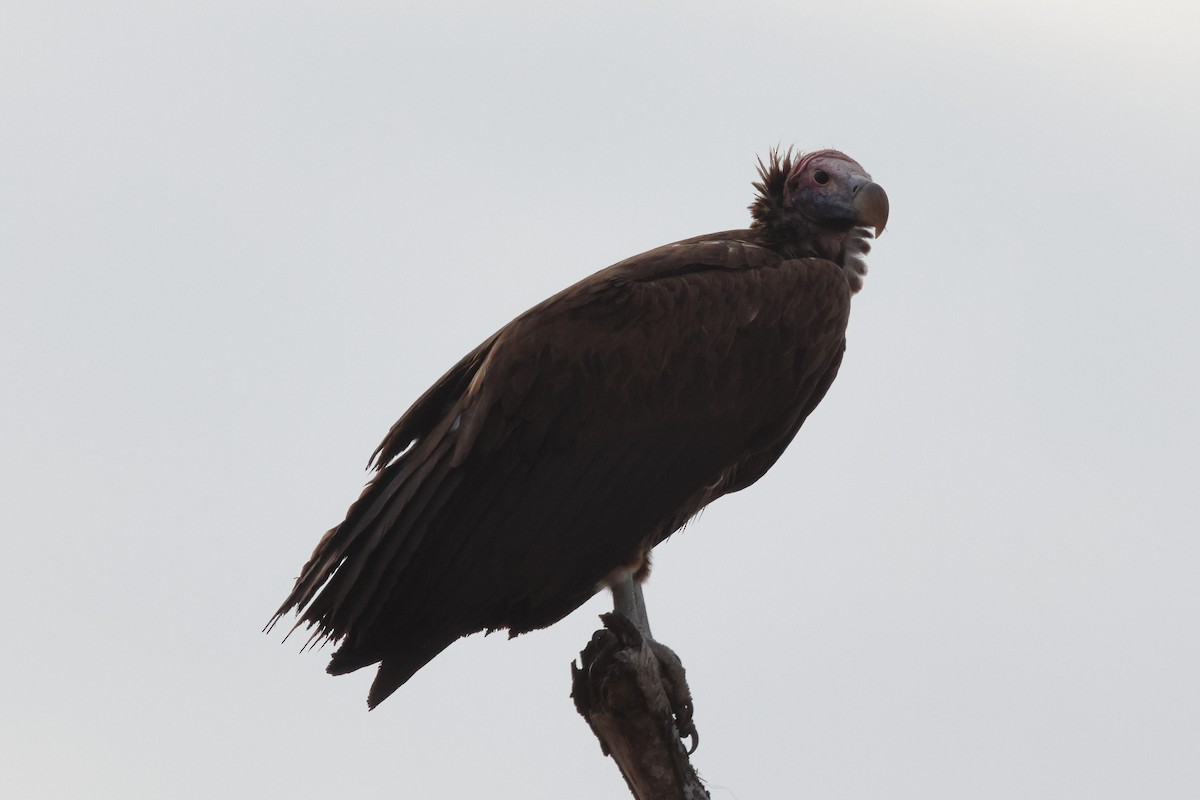 Lappet-faced Vulture - ML620464836