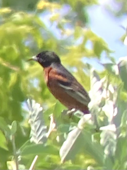 Orchard Oriole - ML620464840