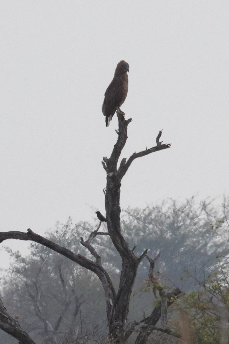 Brown Snake-Eagle - Dennis Fee