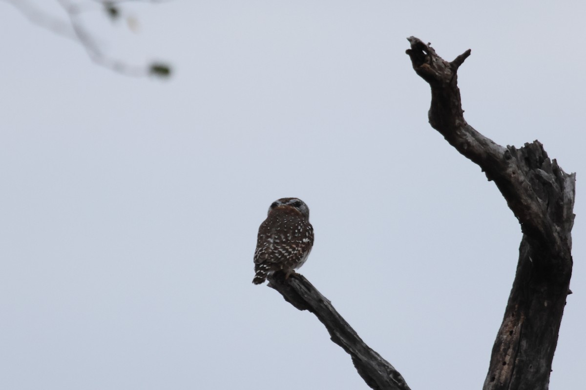 Pearl-spotted Owlet - ML620464842