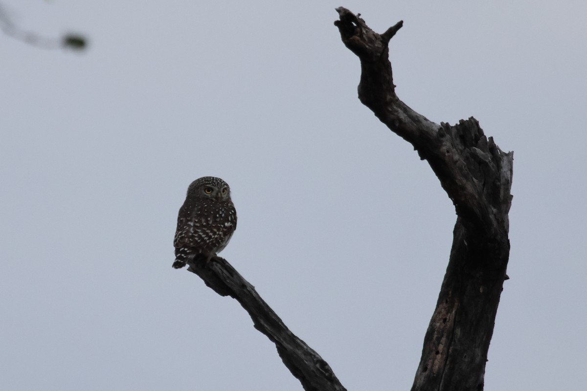 Pearl-spotted Owlet - ML620464843