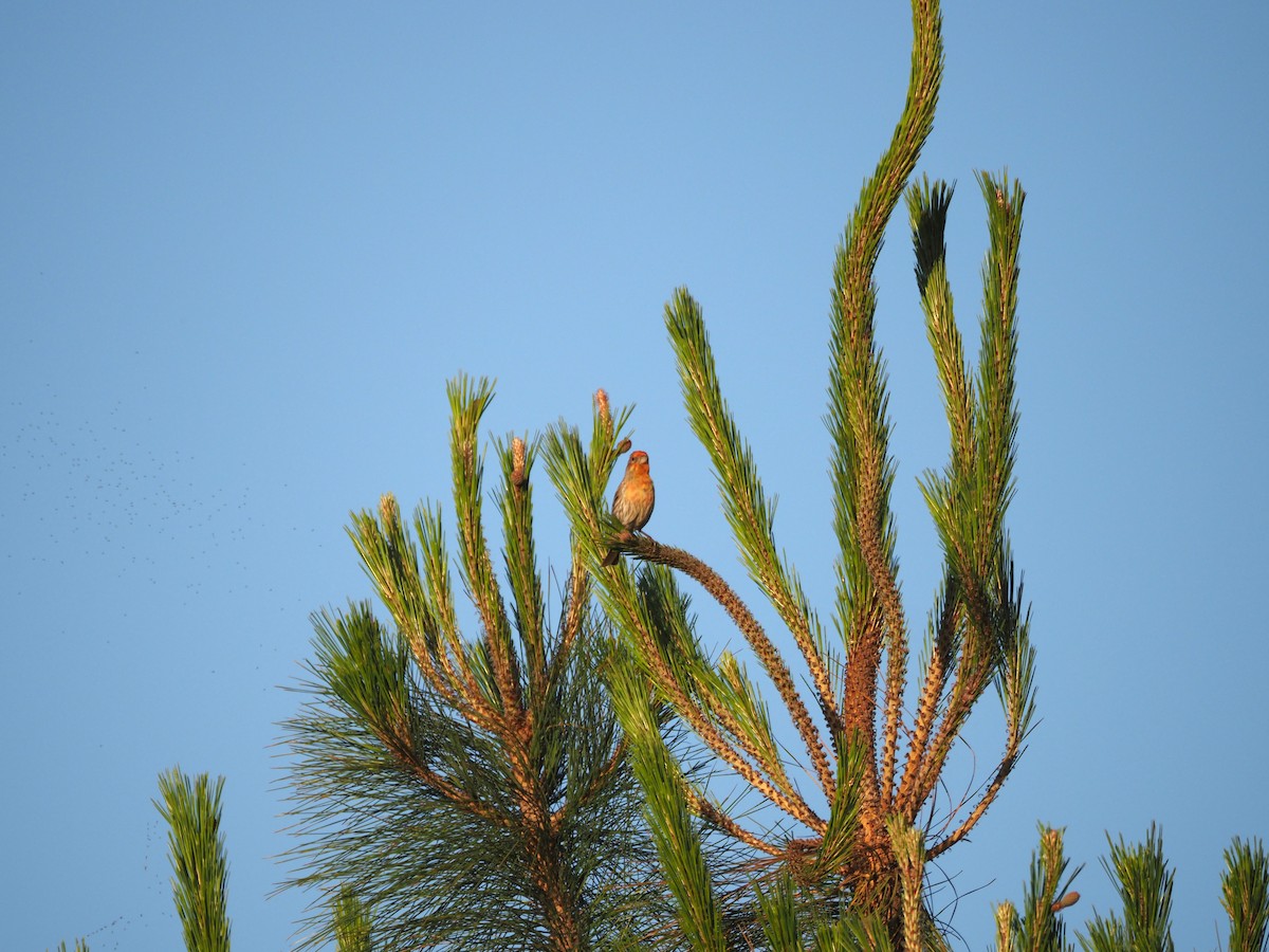 House Finch - Uma Sachdeva