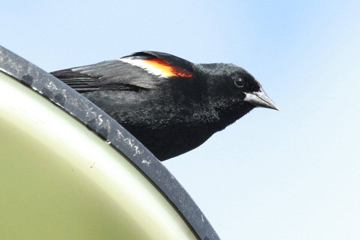 Red-winged Blackbird - ML620464848