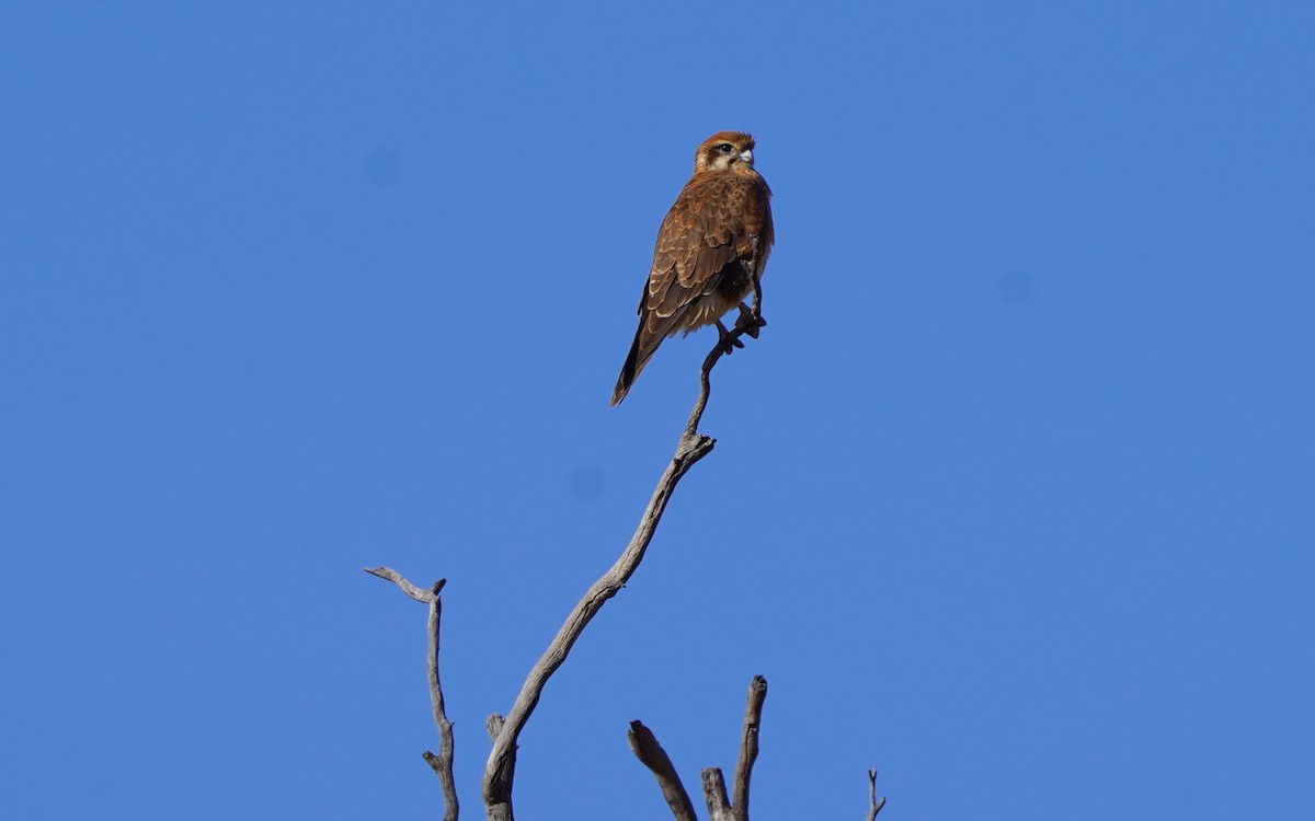 Brown Falcon - Richard Maarschall