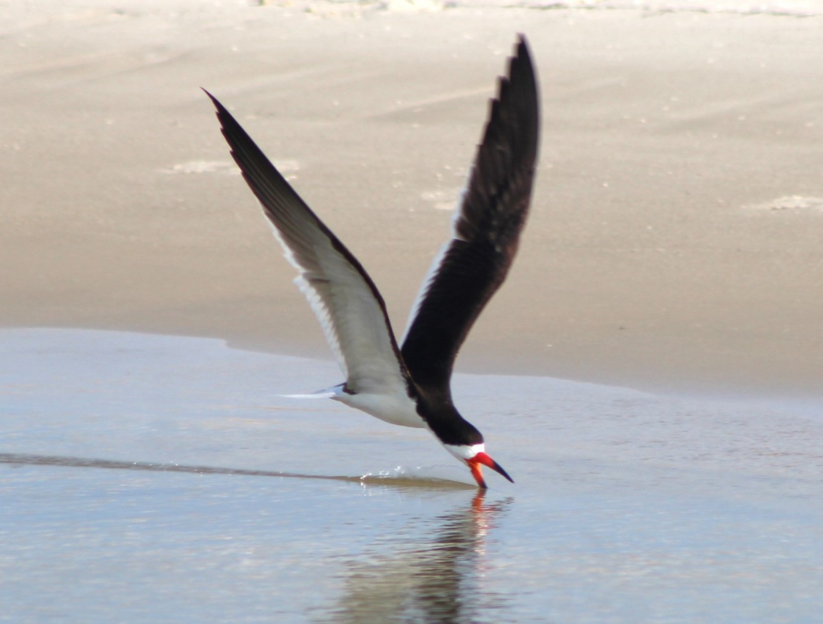 Black Skimmer - ML620464854