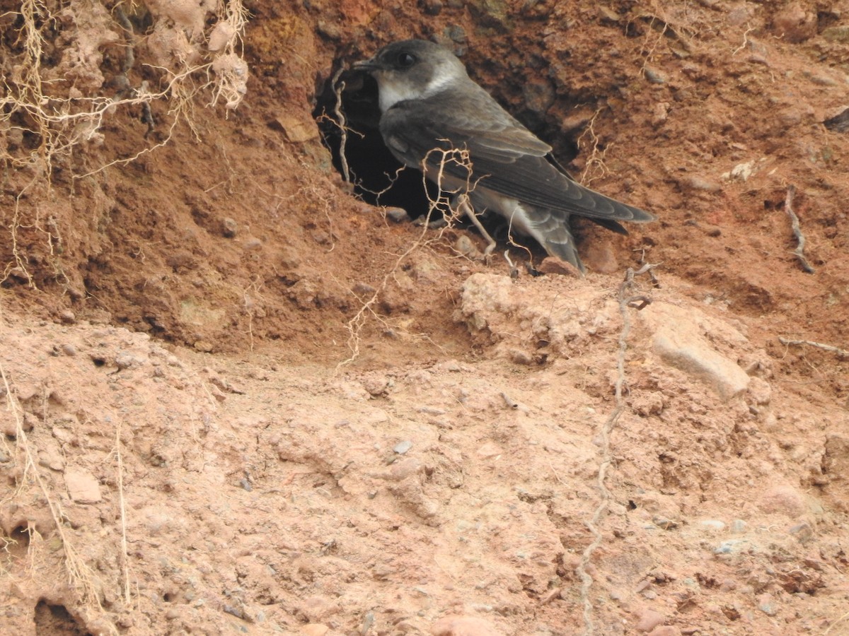 Bank Swallow - ML620464858