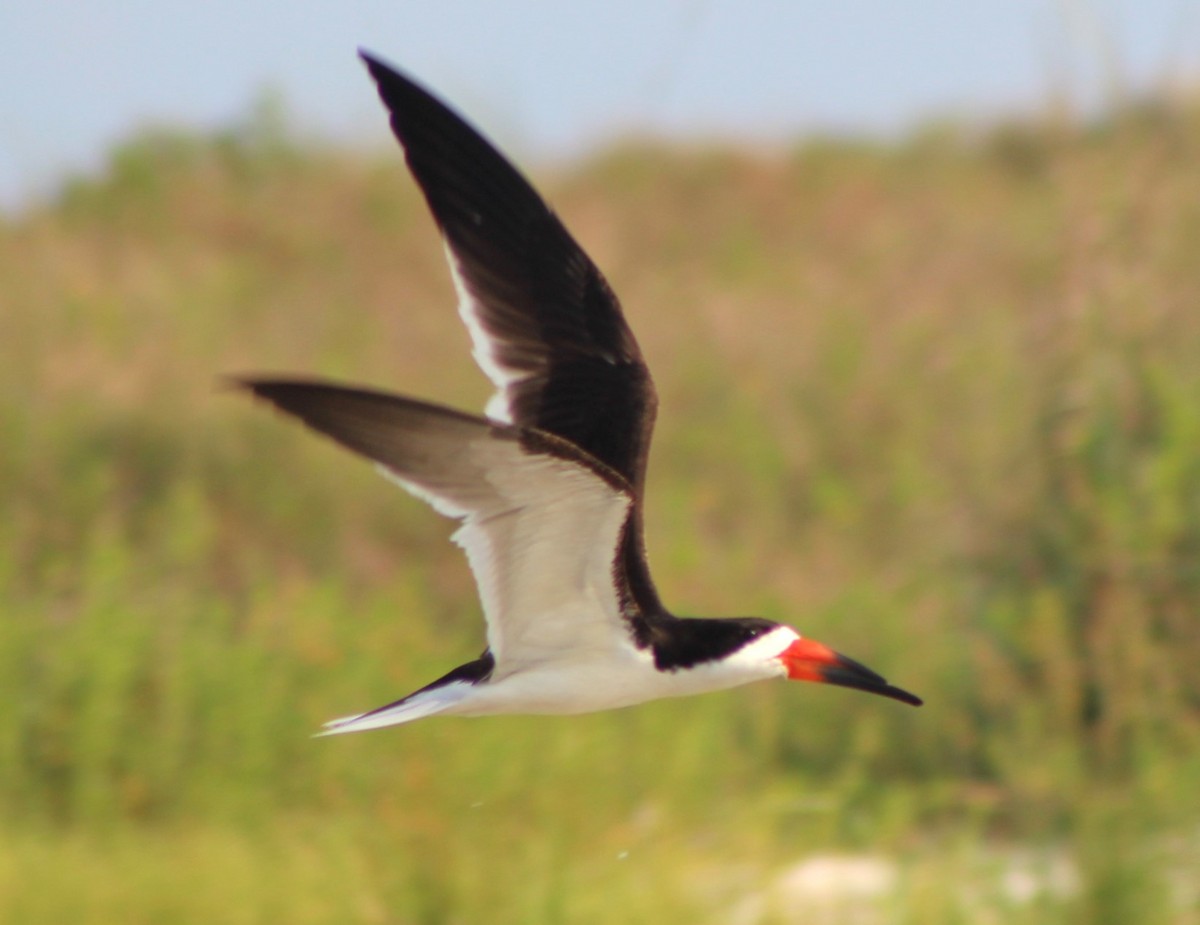 Black Skimmer - ML620464860