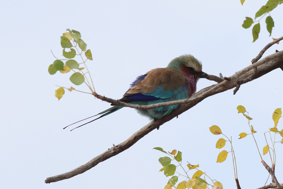 Lilac-breasted Roller - ML620464862