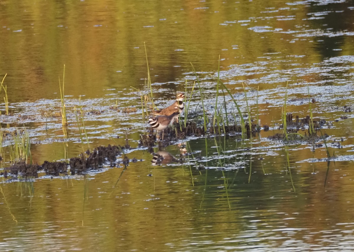 Killdeer - ML620464865