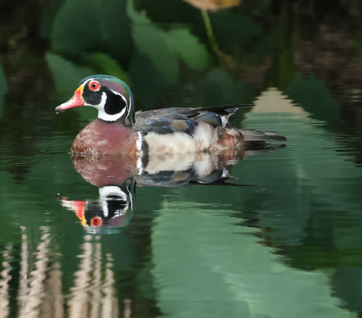 Wood Duck - Bob Sicolo