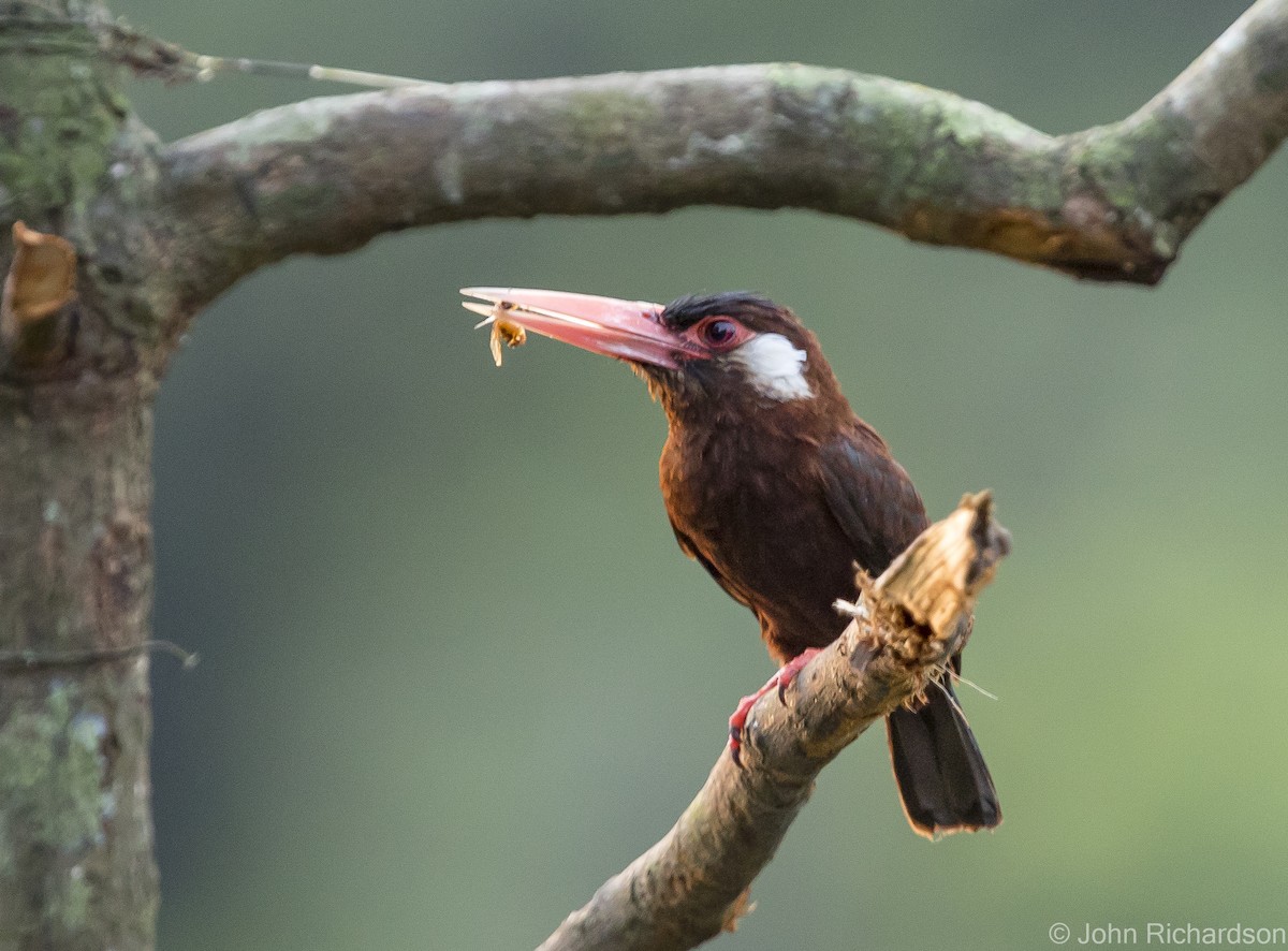 White-eared Jacamar - John Richardson