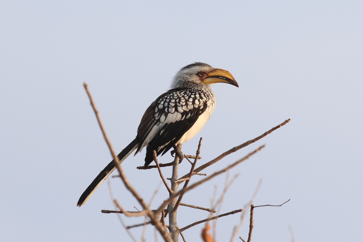 Southern Yellow-billed Hornbill - ML620464877