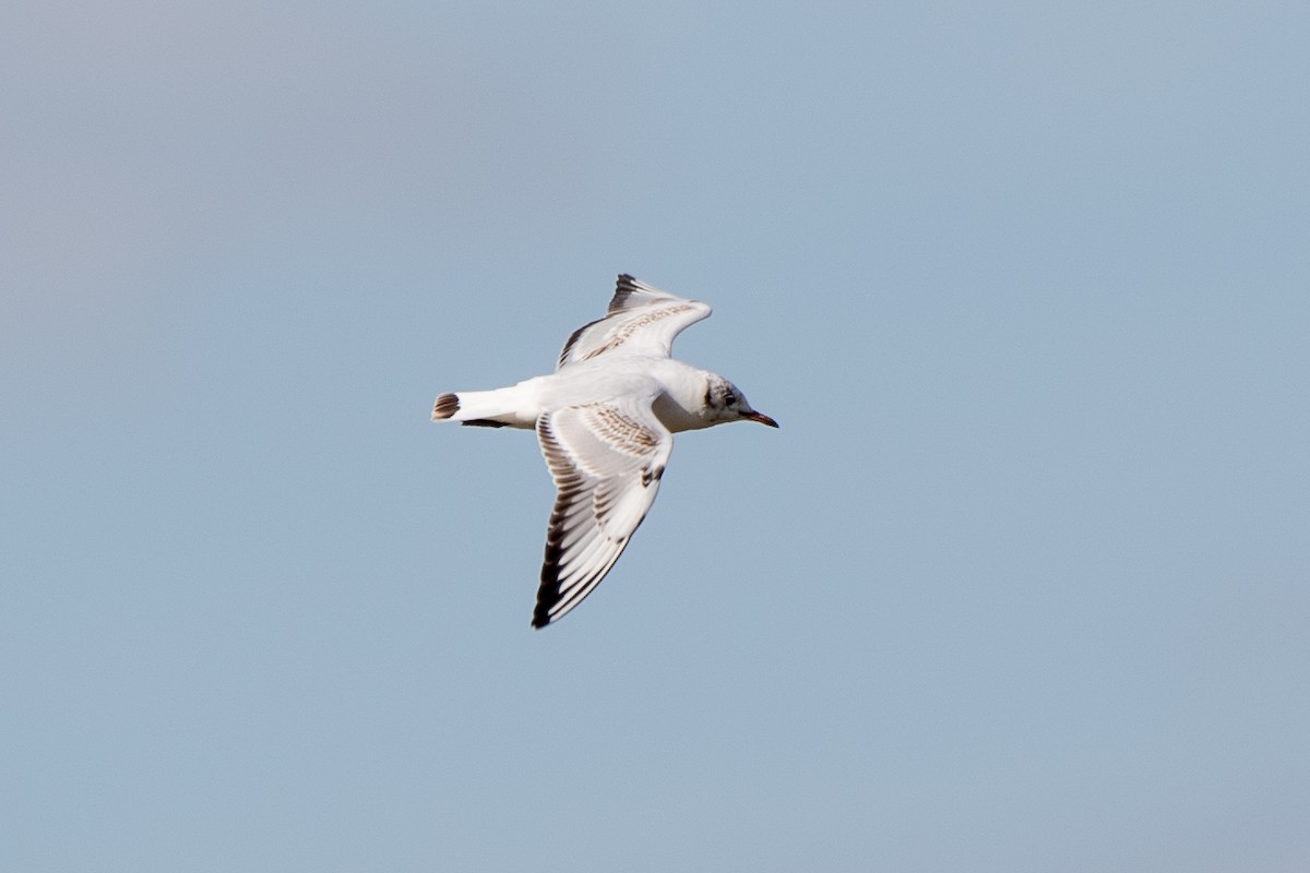 Black-headed Gull - ML620464878