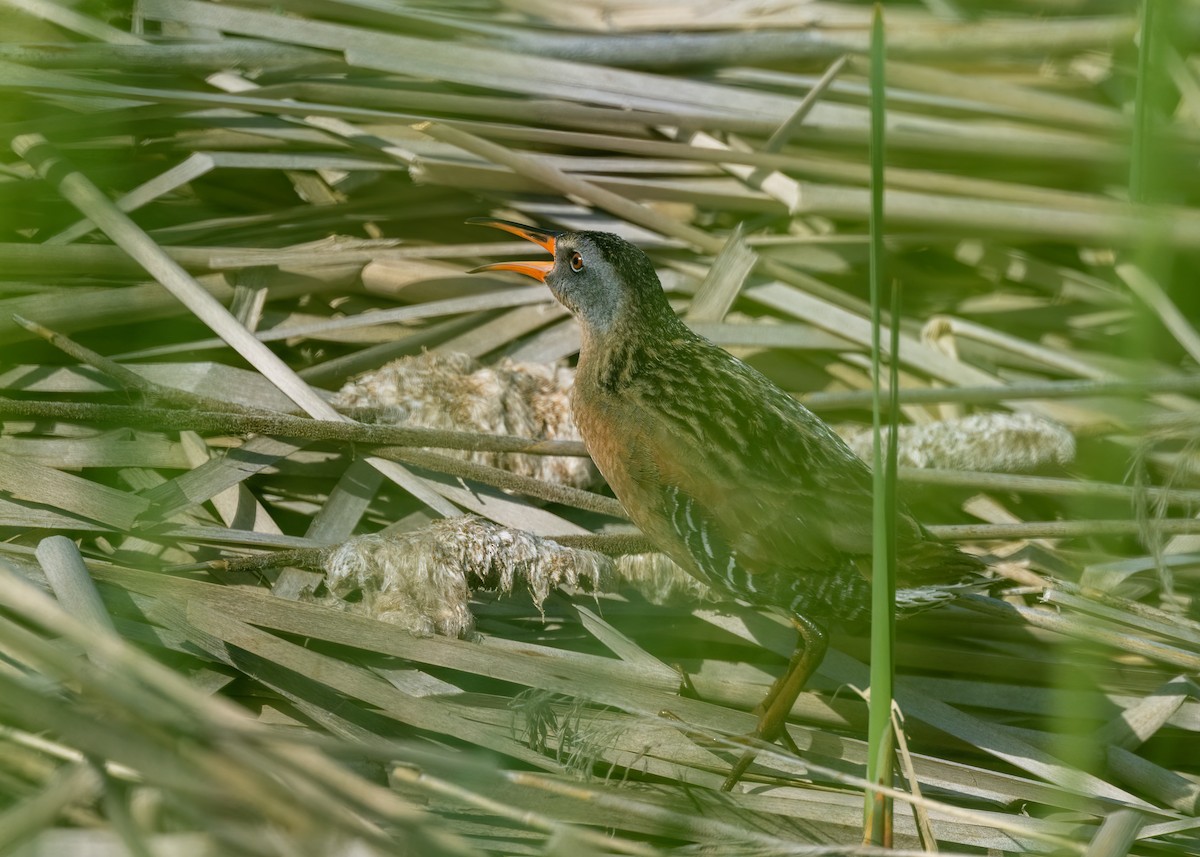 Virginia Rail - ML620464881