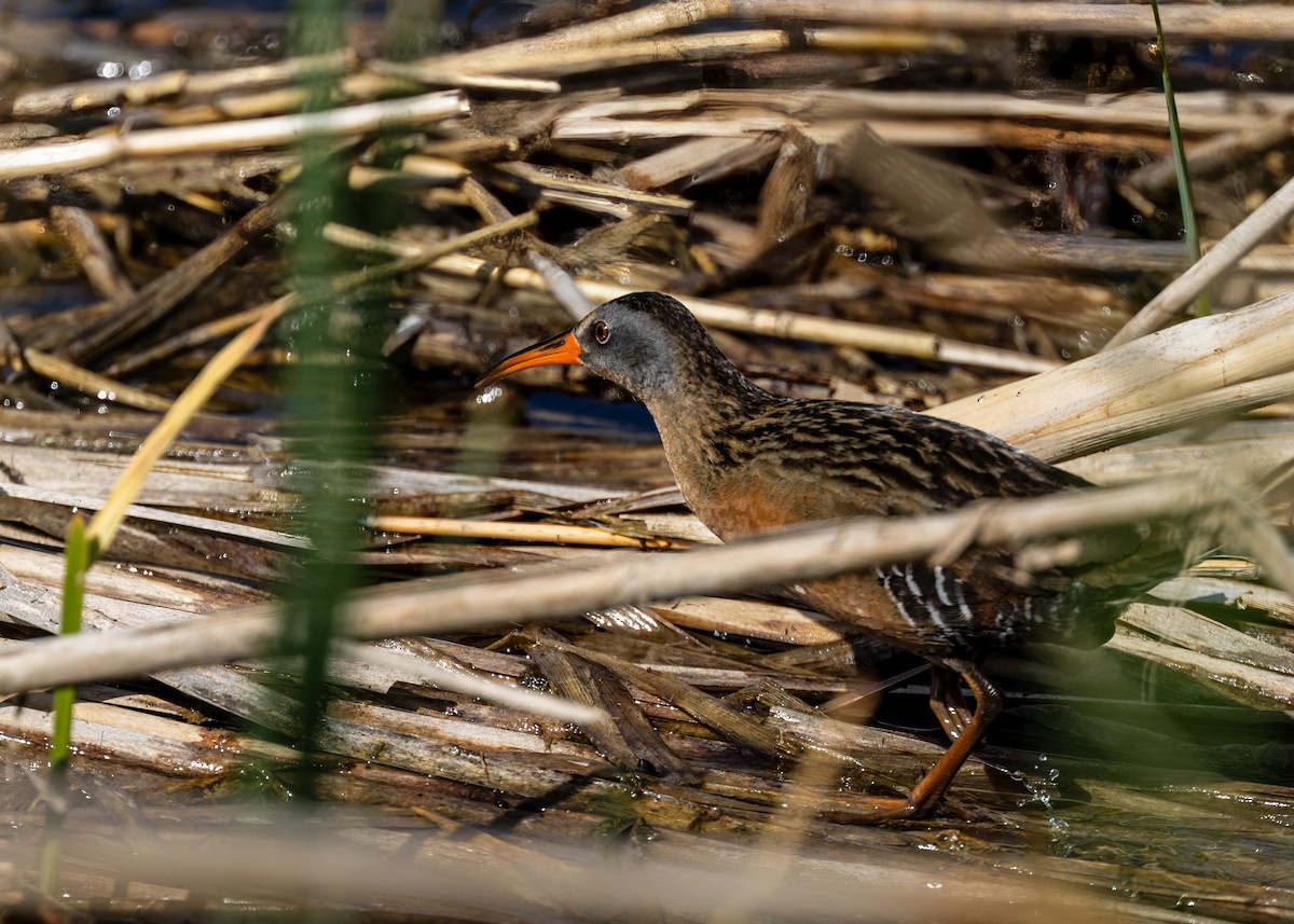 Virginia Rail - ML620464882