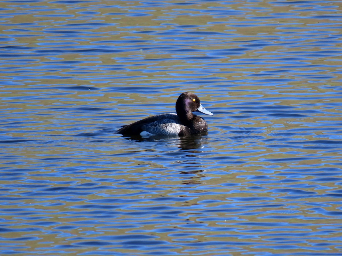 Lesser Scaup - ML620464886