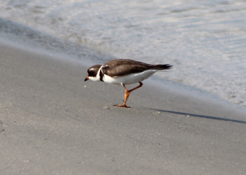 Semipalmated Plover - ML620464888