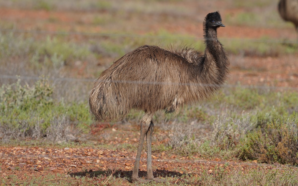 Émeu d'Australie - ML620464889