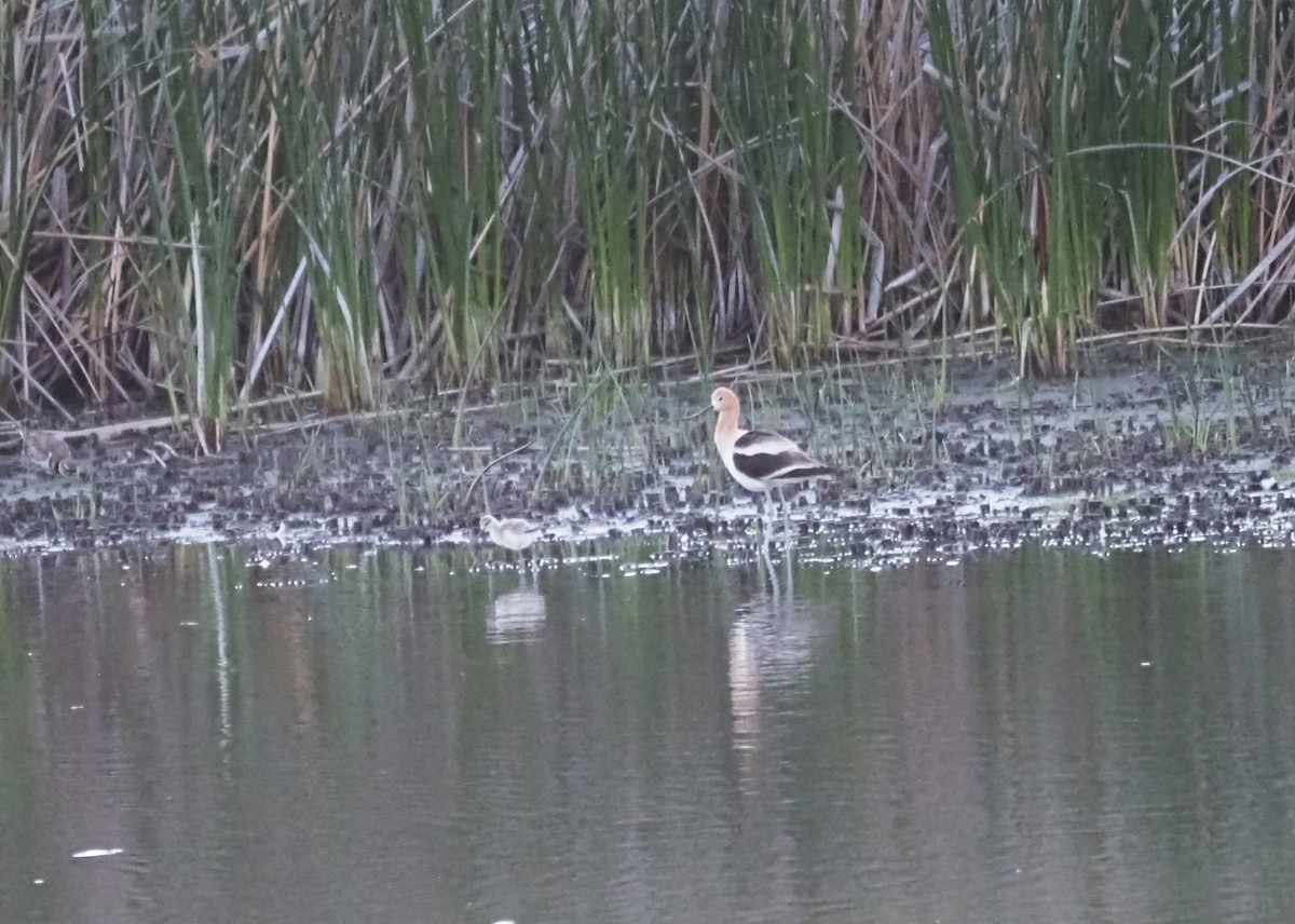 American Avocet - Uma Sachdeva