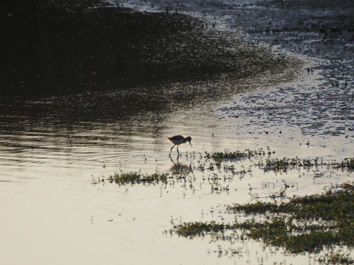 American Avocet - Uma Sachdeva