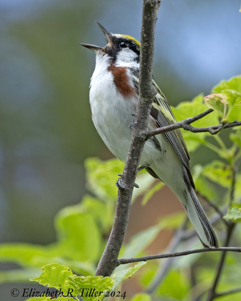 Chestnut-sided Warbler - ML620464897