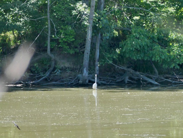 Great Egret - ML620464898