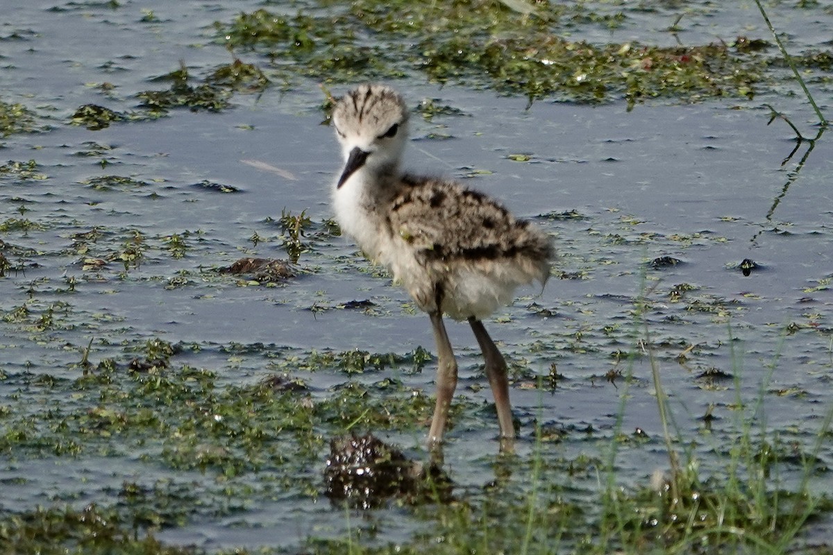 Black-necked Stilt - ML620464901