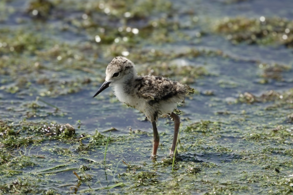 Black-necked Stilt - ML620464902