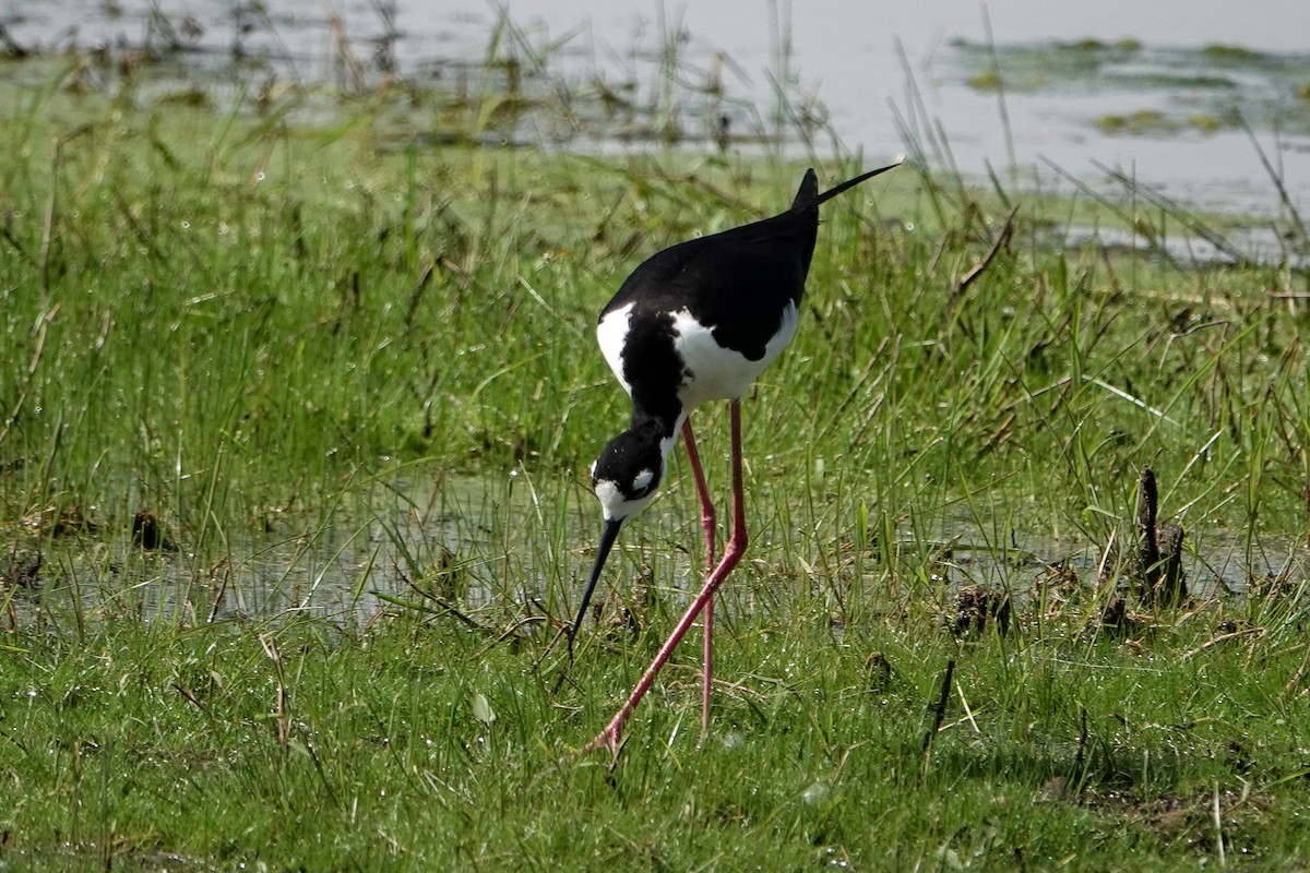 Black-necked Stilt - ML620464903