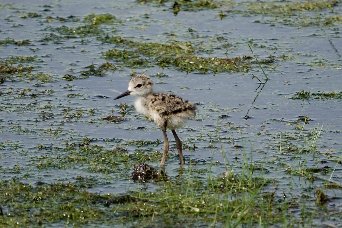 Black-necked Stilt - ML620464904