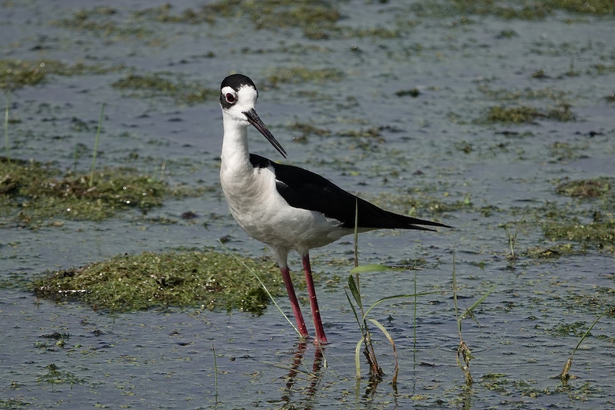 Black-necked Stilt - ML620464907