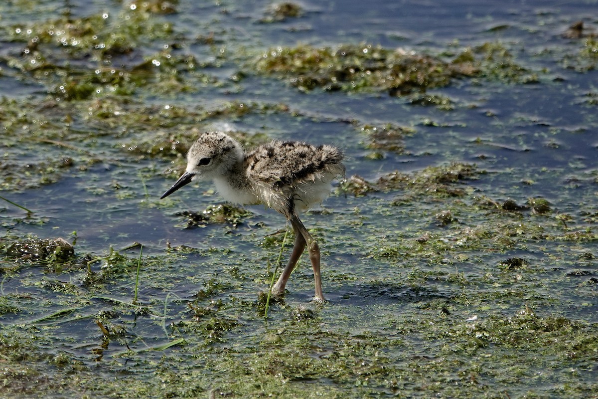 Black-necked Stilt - ML620464908