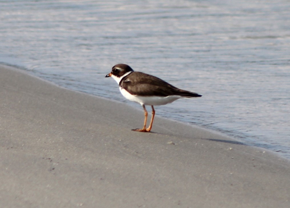 Semipalmated Plover - ML620464909