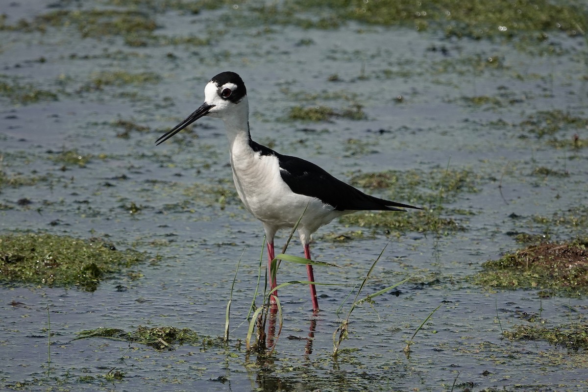 Black-necked Stilt - Richard Beilfuss