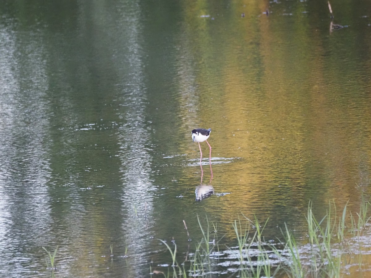 Black-necked Stilt - ML620464917