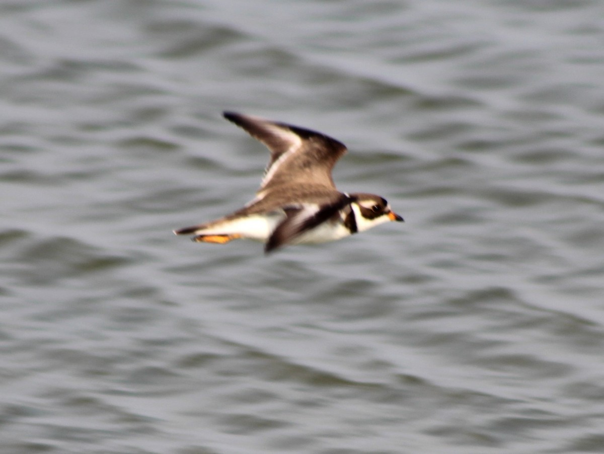 Semipalmated Plover - ML620464918