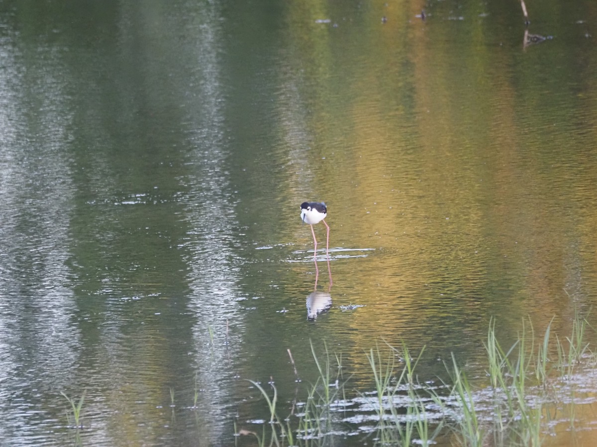 Black-necked Stilt - ML620464922