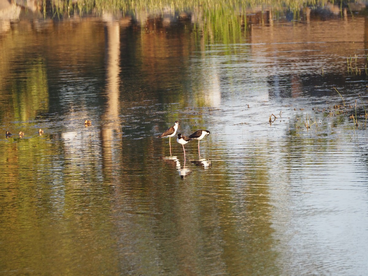 Black-necked Stilt - ML620464923