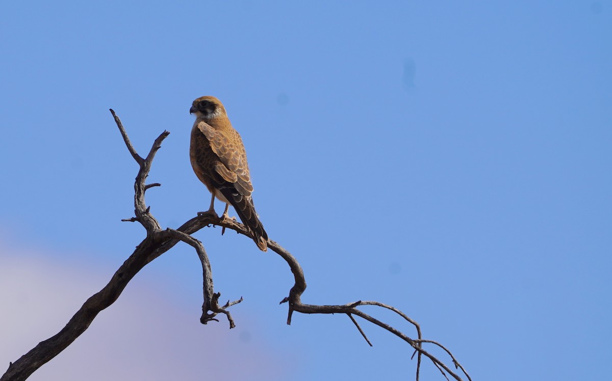 Brown Falcon - ML620464925