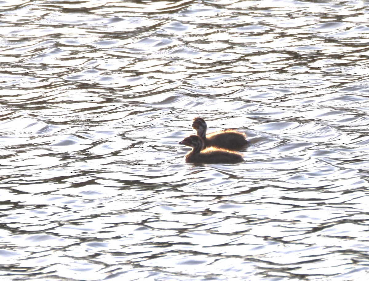 Pied-billed Grebe - Uma Sachdeva