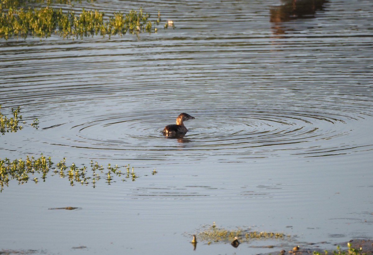 Pied-billed Grebe - ML620464934