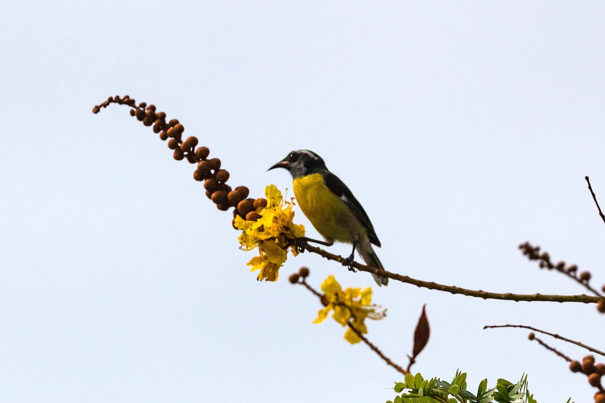 Bananaquit - ML620464935