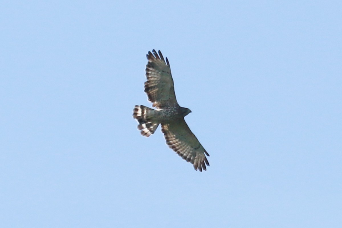 Red-shouldered Hawk - ML620464939