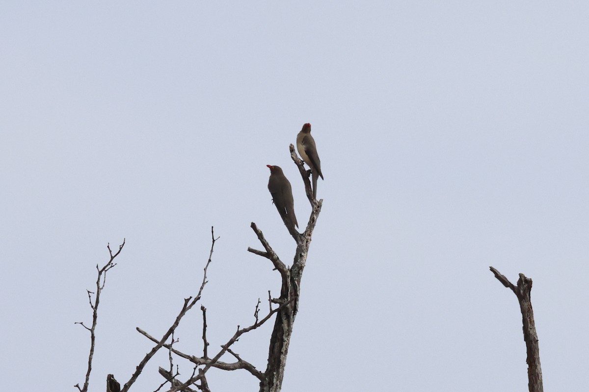 Red-billed Oxpecker - ML620464942