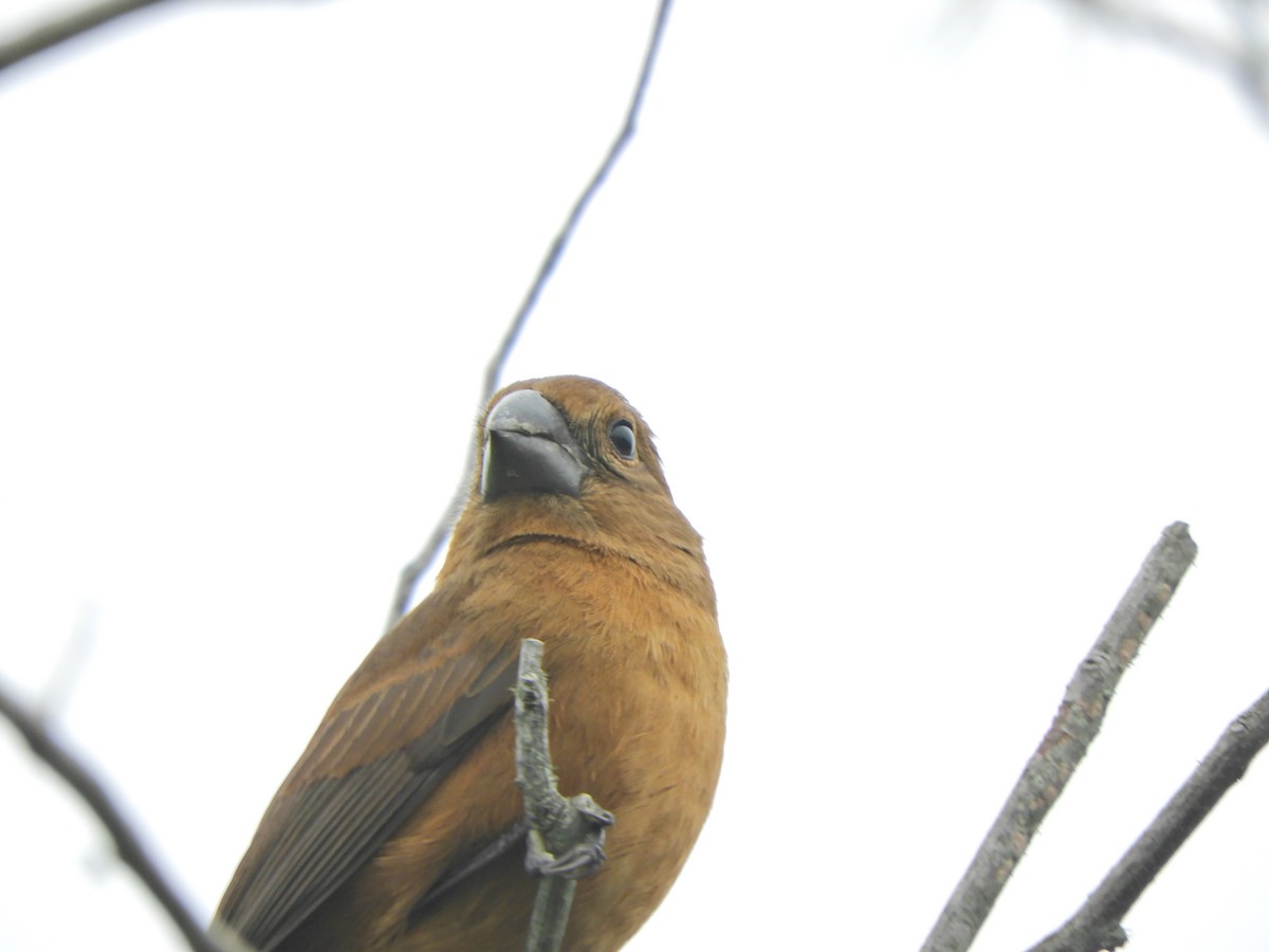 Ultramarine Grosbeak - ML620464943