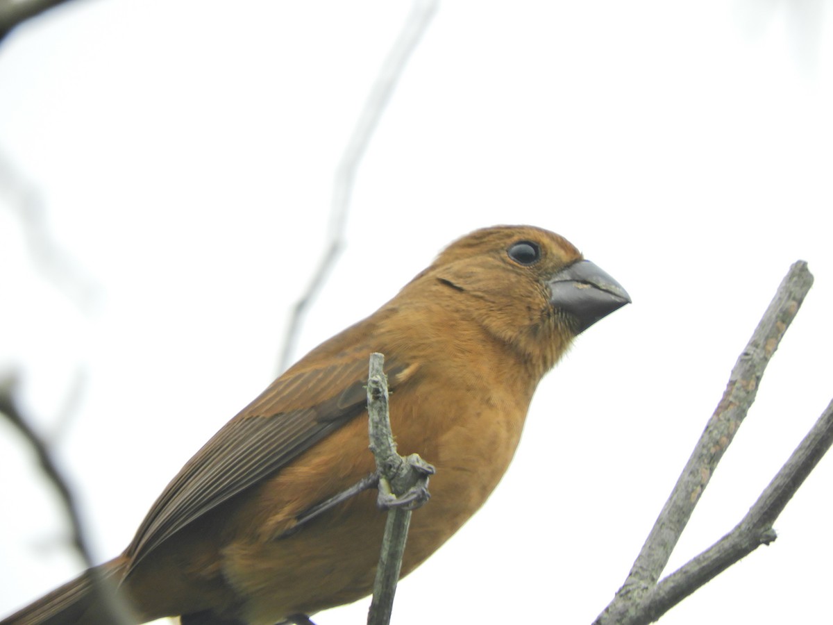 Ultramarine Grosbeak - ML620464944