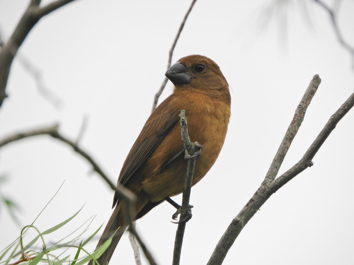 Ultramarine Grosbeak - ML620464945